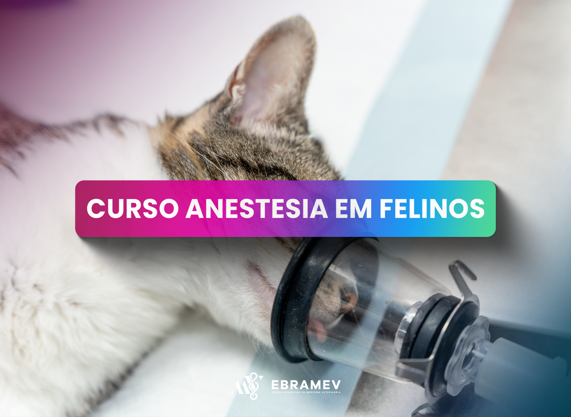 ANESTESIA EM FELINOS